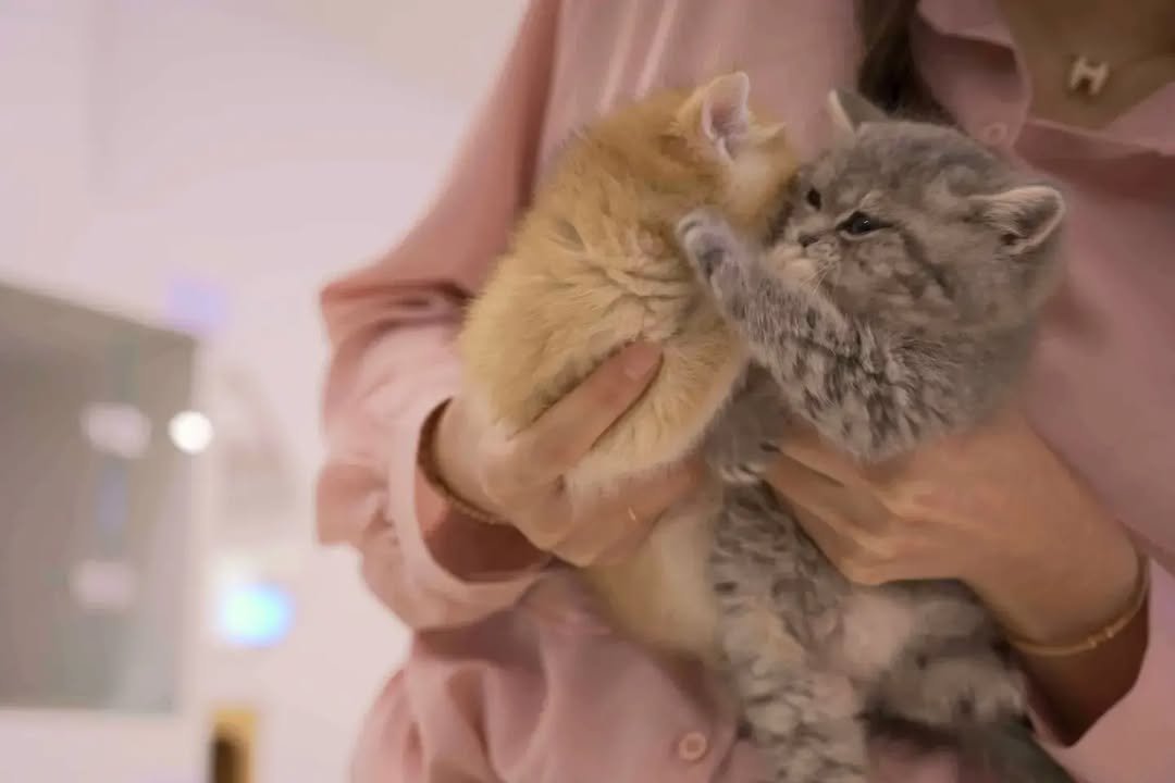 TinyPaws Munchkin kittens home-raised Galveston Texas